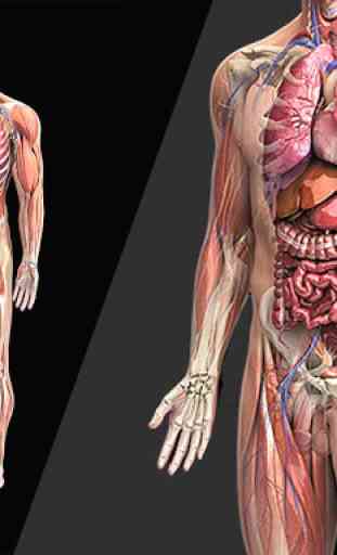 Anatomia Imagens 3D 2