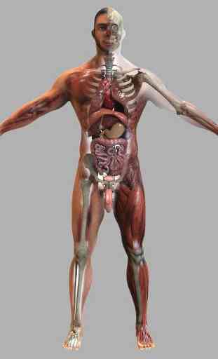 Anatomia Imagens 3D 3