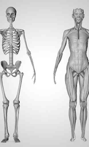 Anatomia Imagens 3D 4