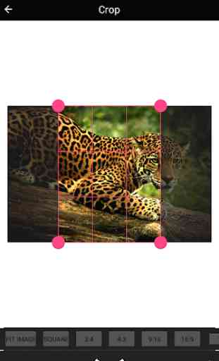 Beautiful Jaguar Wallpaper 3