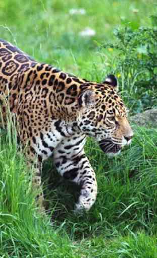 Papéis de parede de jaguar 1