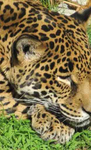 Papéis de parede de jaguar 3