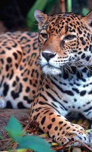 Papéis de parede de jaguar 4