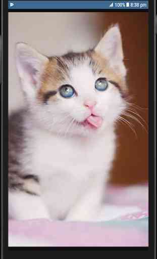 Cute Cat HD Wallpapers 4