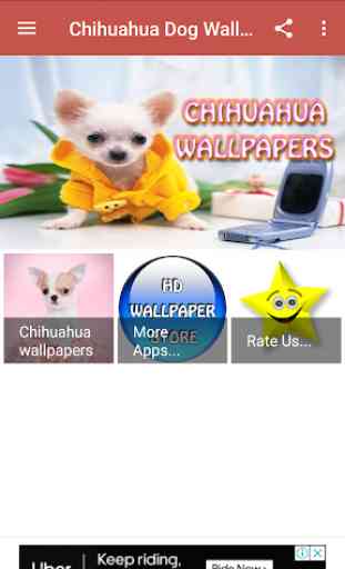 Chihuahua Dog Wallpapers Hd 1