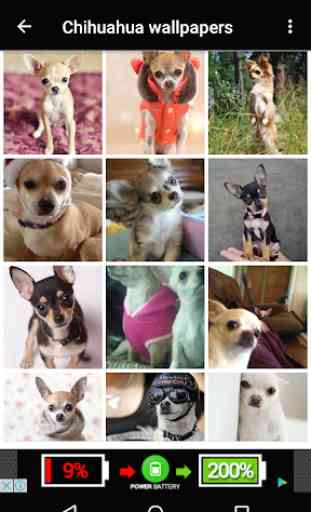 Chihuahua Dog Wallpapers Hd 3