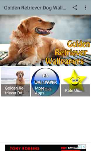 Golden Retriever Dog Wallpaper 1