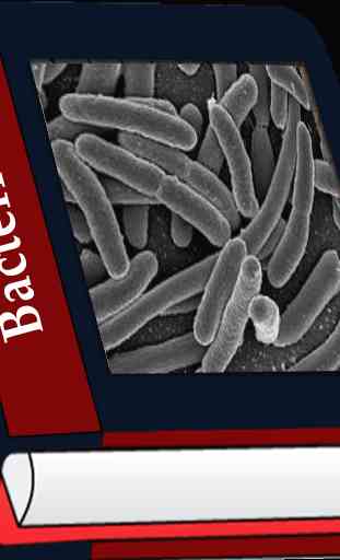 Bactérias 1