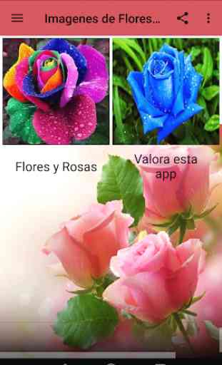 Imagenes de Flores y Rosas 3
