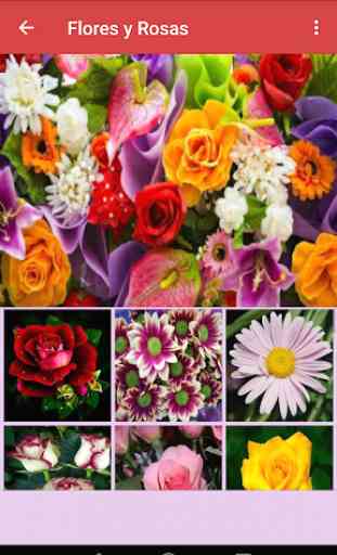 Imagenes de Flores y Rosas 4