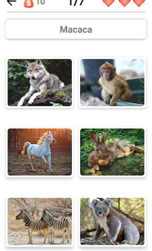 Mamíferos -Aprenda todos os animais no Photo-Quiz! 3