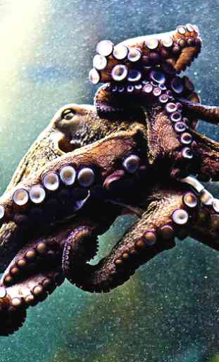 Octopus Wallpaper 4