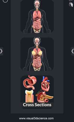 Organs Anatomy Pro. 1