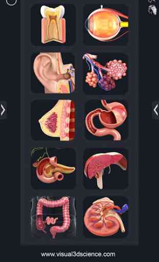 Organs Anatomy Pro. 2