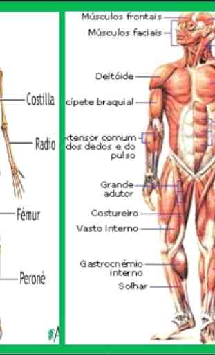Anatomia Humana em 3D. O corpo humano 1