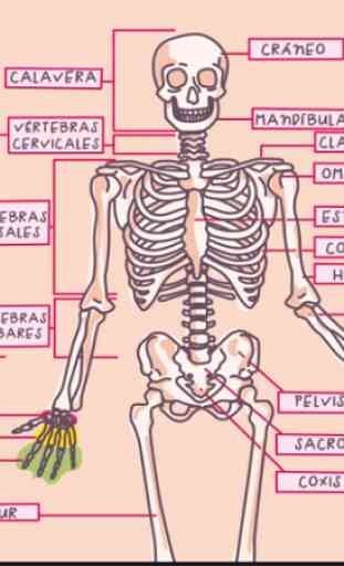 Anatomia Humana em 3D. O corpo humano 2