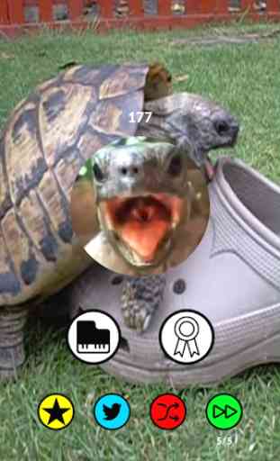 Aaah! Funny Turtle Sounds and Piano 1