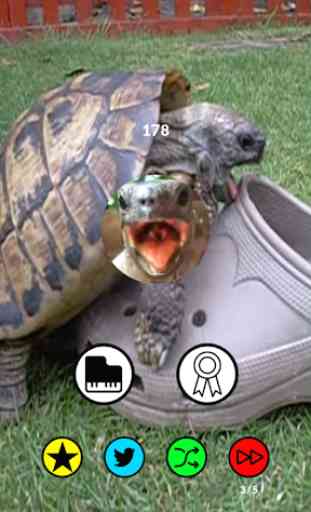 Aaah! Funny Turtle Sounds and Piano 2