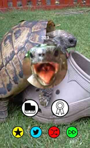 Aaah! Funny Turtle Sounds and Piano 3
