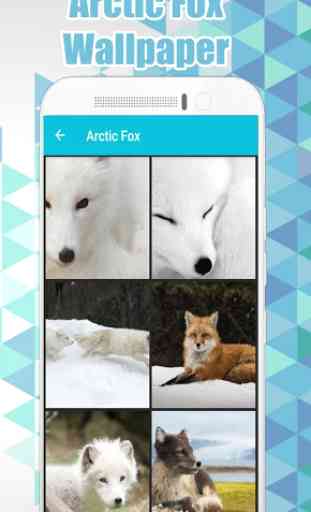 Arctic Fox Wallpaper  2