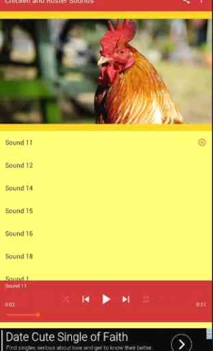 Chicken Rooster Sounds 4