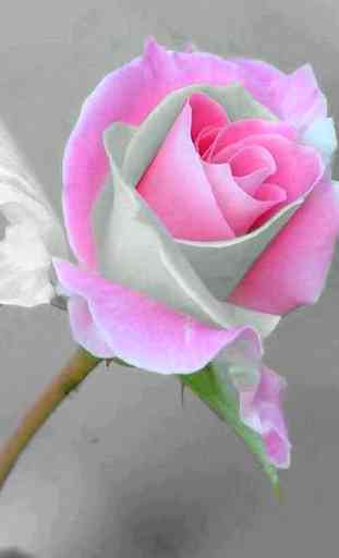 Imagens de flores e rosas GIF 2