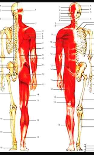 O corpo humano 3D ossos, músculos ... 1