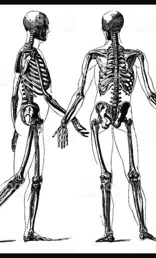 O corpo humano 3D ossos, músculos ... 2