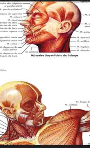 O corpo humano 3D ossos, músculos ... 3