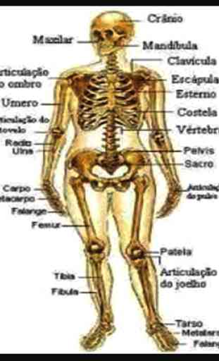 O corpo humano 3D ossos, músculos ... 4