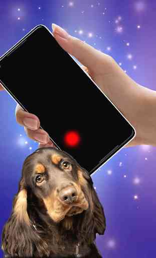 Laser pointer for dogs (PRANK) 1