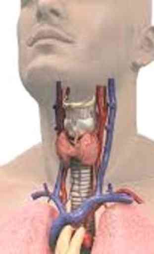 Anatomia e fisiologia humana 3D 4