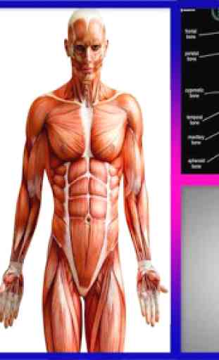 Anatomia humana 3D 1