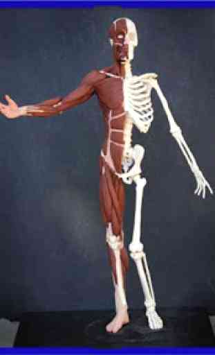 Anatomia humana 3D 2