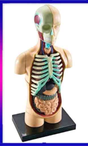 Anatomia humana 3D 3