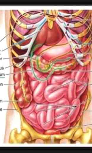 Anatomia Humana 3D. Corpo humano e funções 1