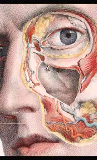 Anatomia Humana 3D. Corpo humano e funções 3
