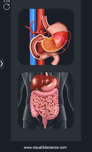 My Stomach Anatomy 1