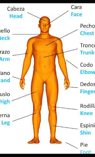O corpo humano em 3D. Anatomia humana 3