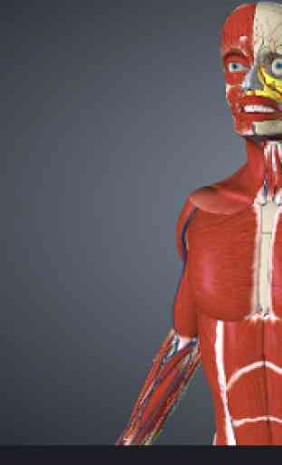 O corpo humano em 3D. Anatomia humana 4