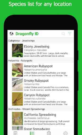 Dragonfly ID 1