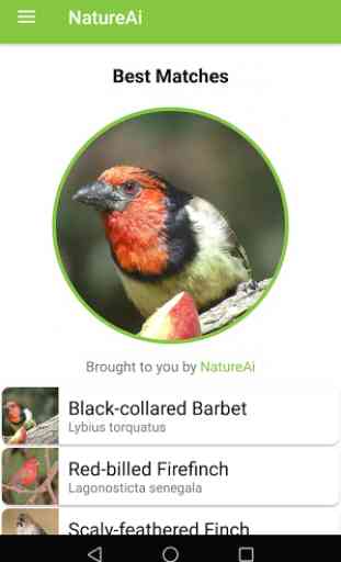 NatureAi Bird ID: South African Garden Birds 3