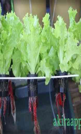 como cultivar hortaliças por hidroponia 1