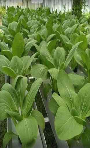 como cultivar hortaliças por hidroponia 2