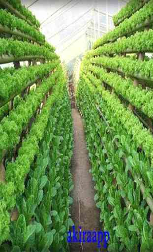 como cultivar hortaliças por hidroponia 3