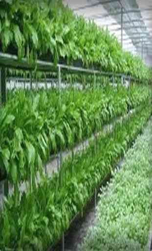 como cultivar hortaliças por hidroponia 4