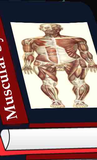 Sistema muscular 1