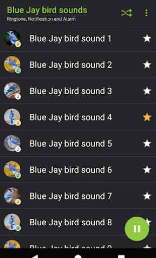 Appp.io - sons de pássaros Blue Jay 2