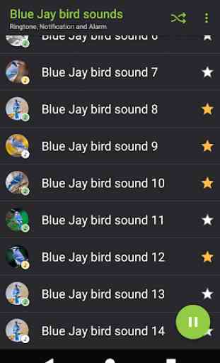 Appp.io - sons de pássaros Blue Jay 3