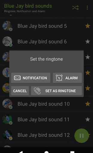 Appp.io - sons de pássaros Blue Jay 4
